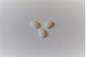 CABOCHON 10x8 mm - BLANC